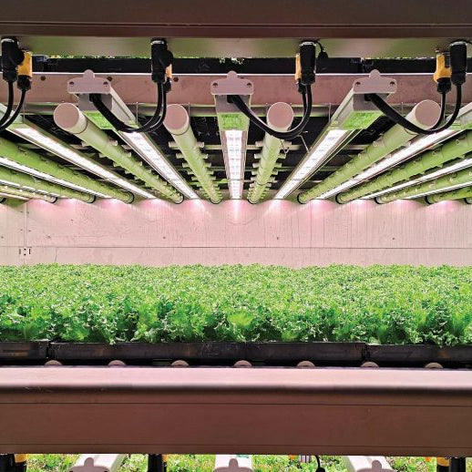 Cultivating Sustainability: A Look Into the Future of Farming