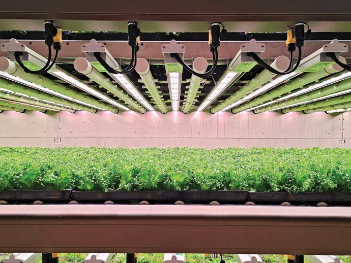 Cultivating Sustainability: A Look Into the Future of Farming