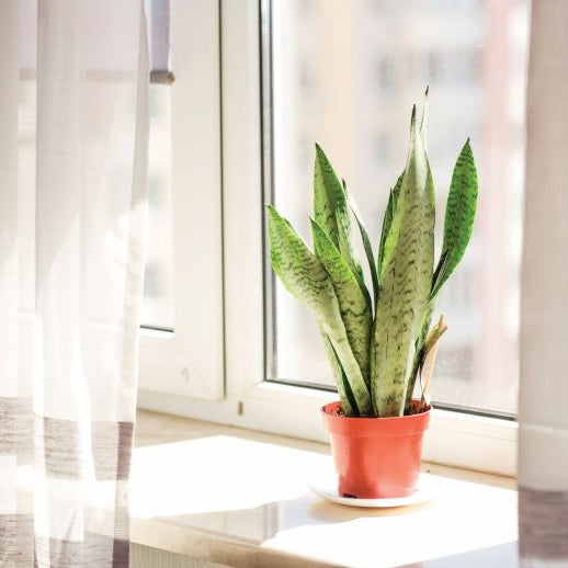 Bring the Outdoors In: How Indoor Plants Awaken Your Senses and Boost Well-Being