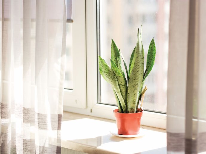 Bring the Outdoors In: How Indoor Plants Awaken Your Senses and Boost Well-Being