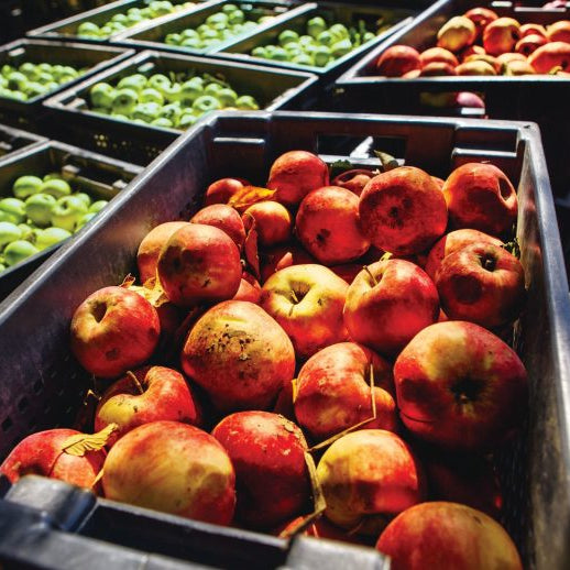 The Upside of Food Upcycling: Saving Food Waste While Saving the Planet