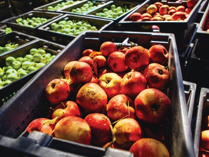 The Upside of Food Upcycling: Saving Food Waste While Saving the Planet